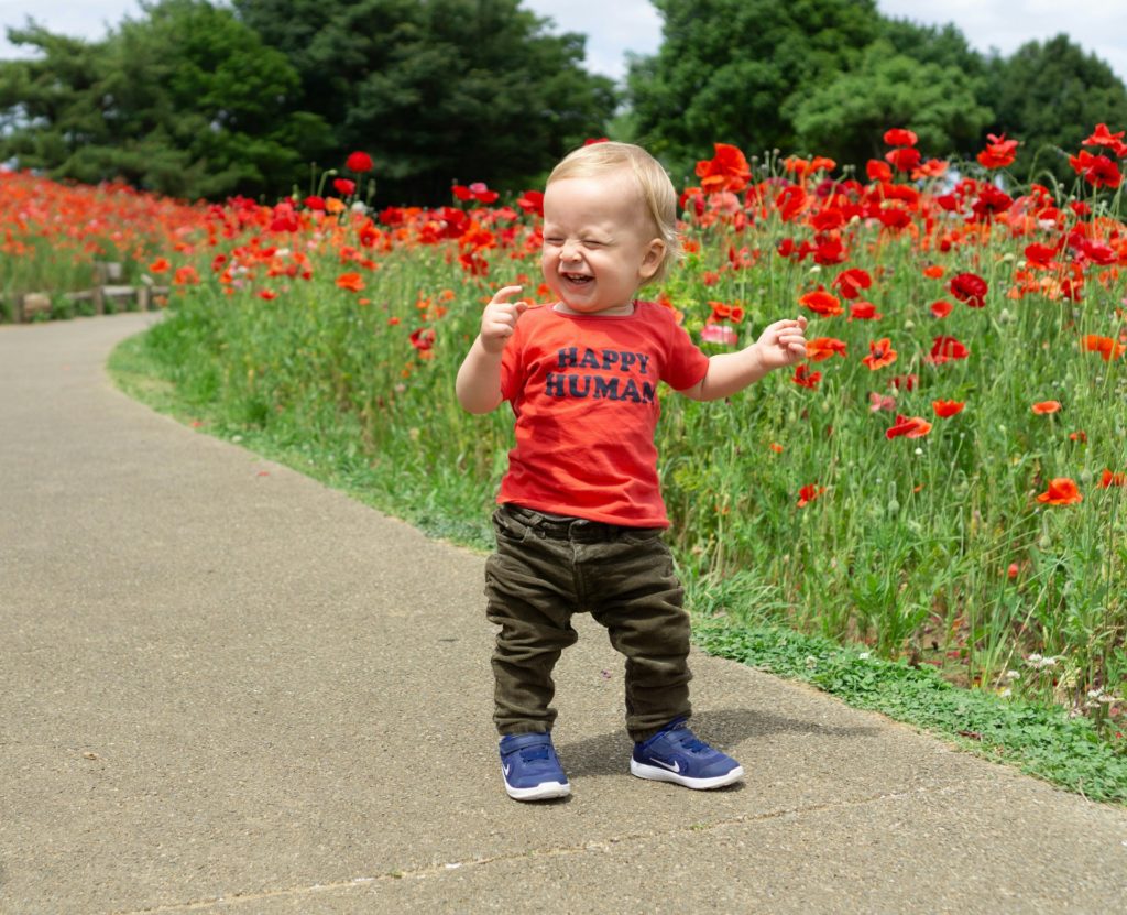 A toddler enjoying a walk amongst poppies in the sunshine